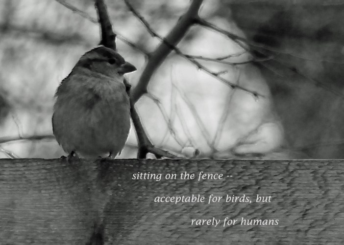 sitting on the fence