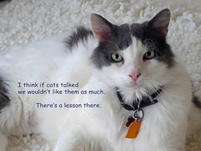 i-think-if-cats-talked