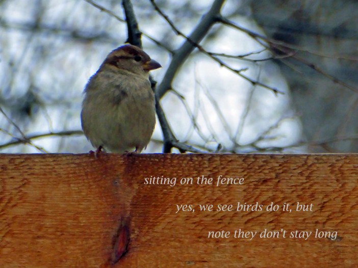 sitting-on-the-fence