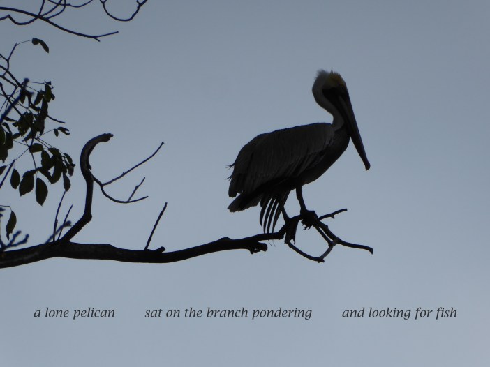 a lone pelican