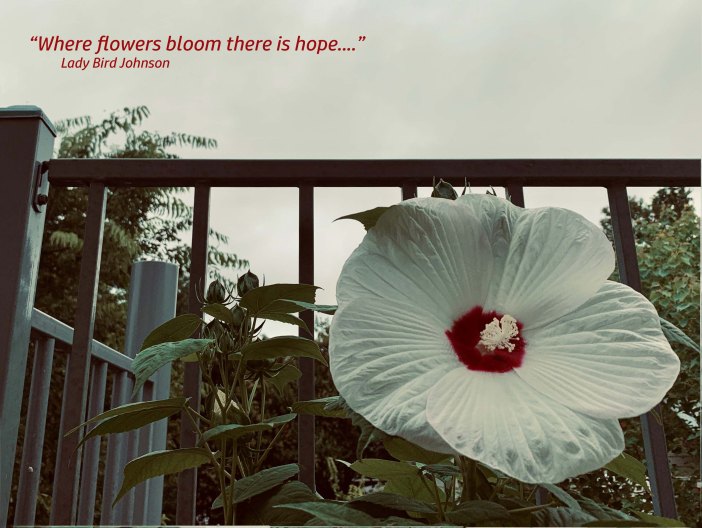 Where flowers bloom...